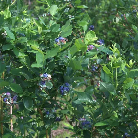 An Der Plantage * Dresde