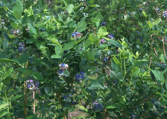 An Der Plantage * Drezno